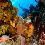 Hướng dẫn chi tiết tour du lịch công nghệ khám phá sinh vật biển Nha Trang từ A-Z