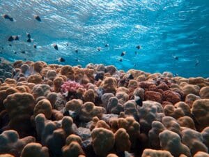 Khám phá hệ sinh thái biển Nha Trang cho sinh viên: Cẩm nang từ A-Z - Edu-Tourism (Du lịch trải nghiệm)