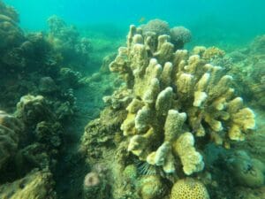 Khám phá hệ sinh thái biển Nha Trang cùng công ty du lịch chuyên nghiệp - Edu-Tourism (Du lịch trải nghiệm)